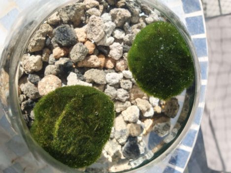 Japanse mosbal of Marimo, wat is het en alles over de verzorging