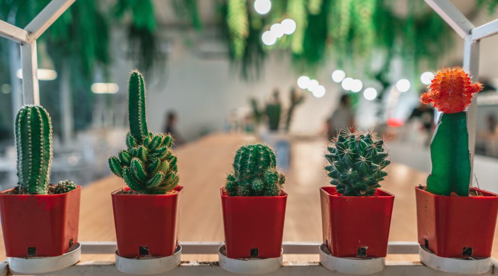 Cactussen zijn makkelijke kamerplanten