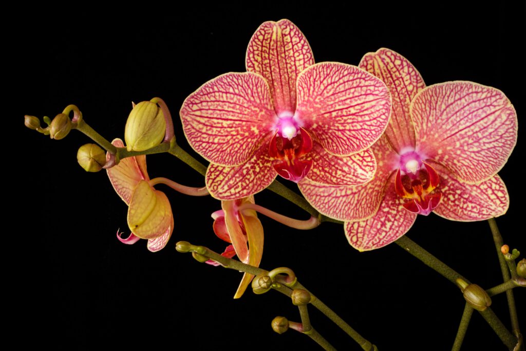 Top 10 bloeiende kamerplanten vlinderorchidee