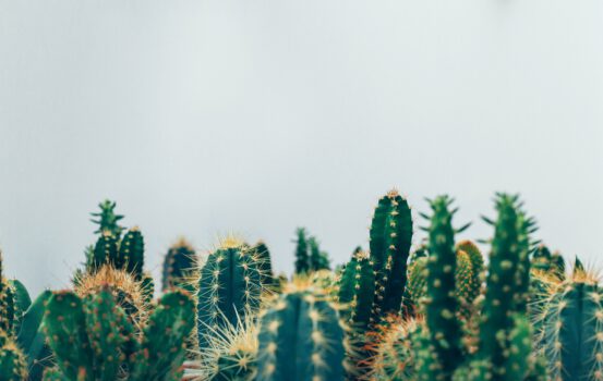 10 soorten cactussen voor in huis