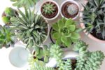 10 succulenten, bijzondere vetplanten voor binnen