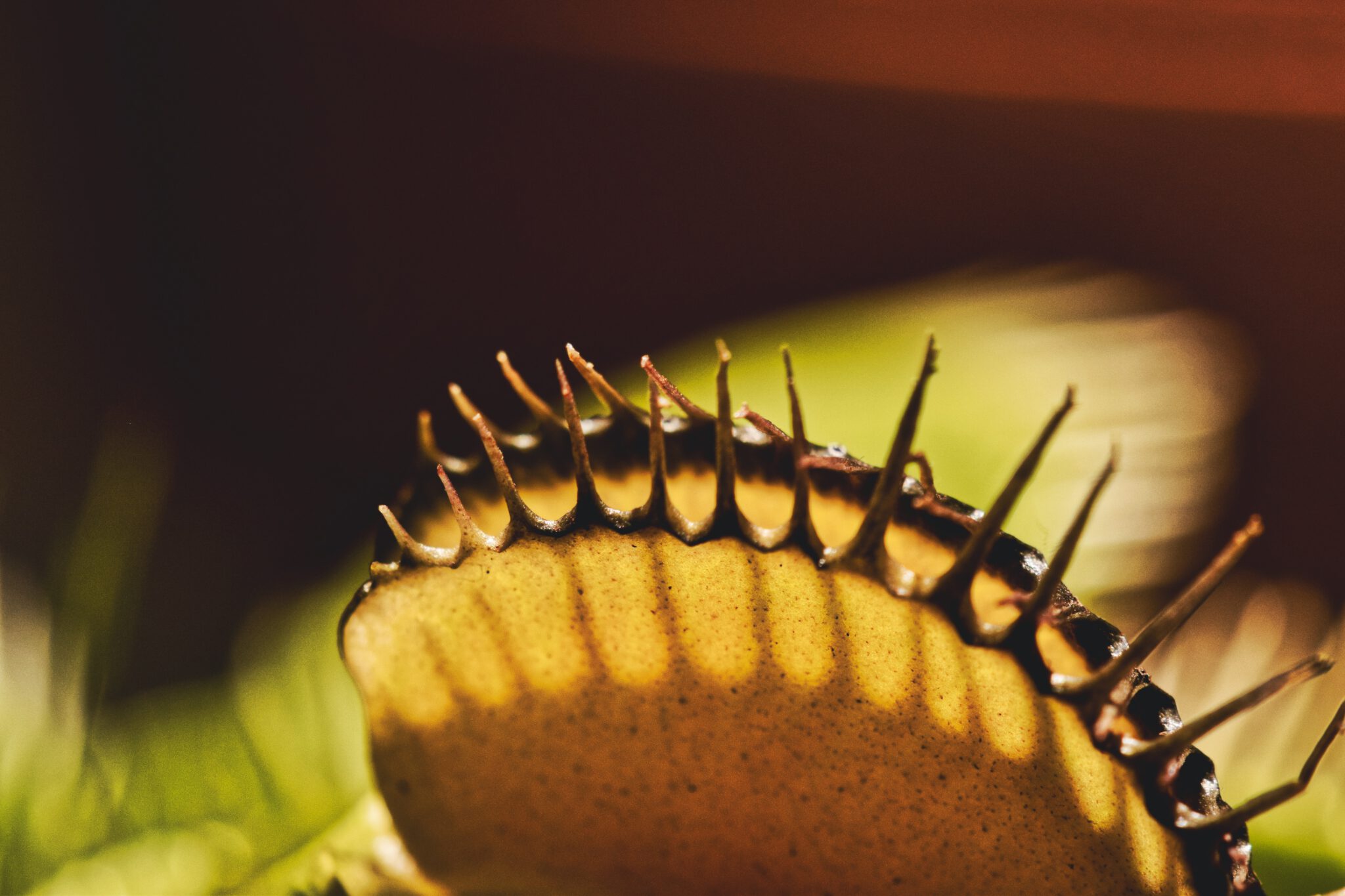 7 populaire vleesetende planten voor je woning, verzorging en tips