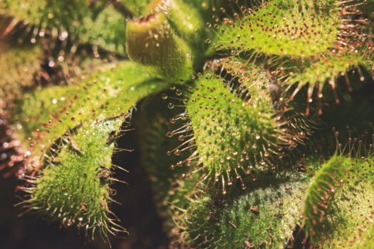 7 populaire vleesetende planten voor je woning, verzorging en tips