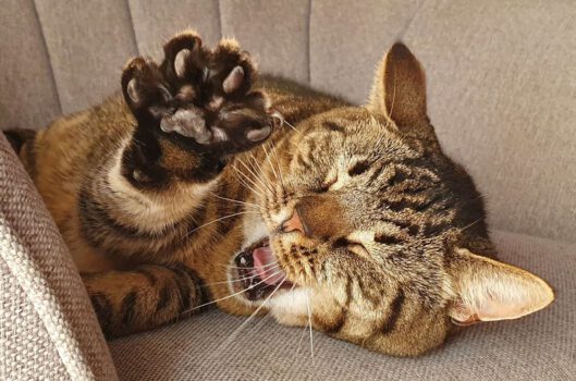 De kattenbak alles wat je erover wilt weten