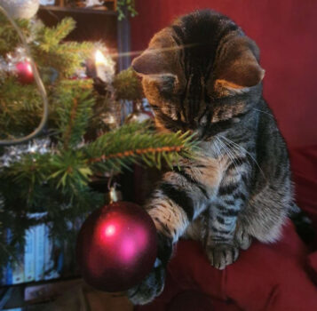Katten in de kerstboom - de kerstboom beschermen & giftig