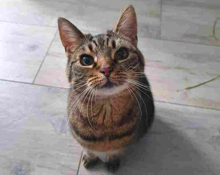 Feiten over Pasen: wat betekenen de dagen ervoor en waarom paaseieren